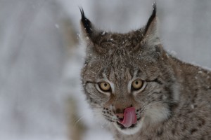 Lynx - Harald